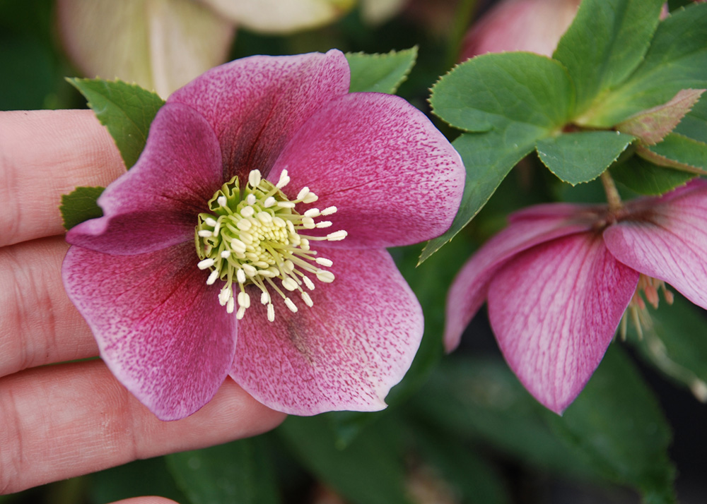 perennial_m_Pink Parachute Winter Thriller tm Hellebore 1.jpg